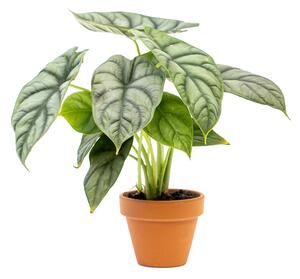 Alocasia Silver Dragon, průměr 12 cm Alokásie, Alokázie
