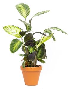 Calathea Misto, průměr 12 cm Kalatea