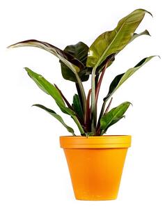 Philodendron imperial red, průměr 17 cm Filodendron