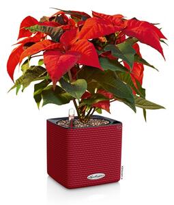 Samozavlažovací květináč Cube Color, průměr 14 cm, antracitová