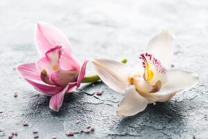 Fototapeta květiny orchideje
