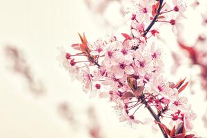 Fototapeta růžové květy třešně
