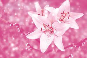 Fototapeta lilie v růžovém kabátu