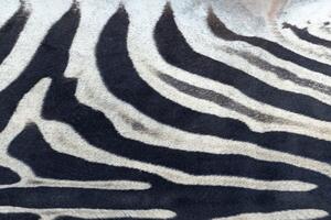 Makro Abra Koberec imitace zvířecí kůže Zebra G5128-1 černý / bílý Rozměr: 155x195 cm