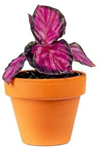 Calathea picturata Crimson, průměr 6-7 cm Kalatea