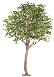 Umělý strom Ficus benjamin s přírodními kmeny, 260cm
