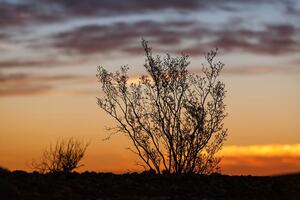 Fototapeta větvičky v západu slunce