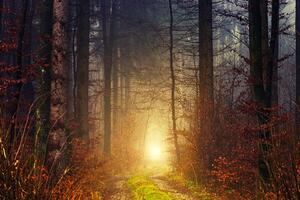Fototapeta světlo v lese