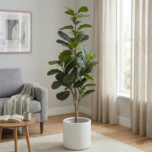 Umělý Ficus Lyrata 170 cm (Super Saver) - 151 - 180 cm