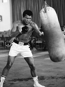 Obraz na plátně Muhammad Ali - Punch Bag, (60 x 80 cm)