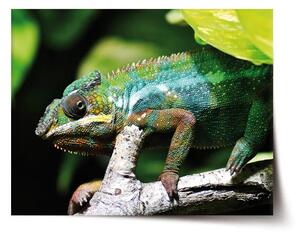 Sablio Plakát Chameleon - 60x40 cm