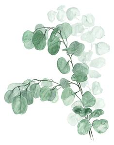Ilustrace Watercolor silver dollar eucalyptus, Blursbyai