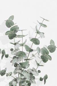 Ilustrace Eucalyptus Creative 16, Studio Collection