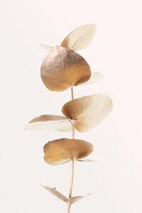Ilustrace Eucalyptus Gold No 06, Studio Collection