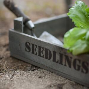 Dřevěná bedýnka Seedlings Garden Trading