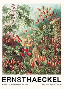 Obrazová reprodukce Muscinae–Laubmoose / Rainforest Plants (Vintage Academia) - Ernst Haeckel