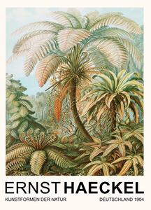Obrazová reprodukce Filicinae–Laubfarne / Rainforest Trees (Vintage Academia) - Ernst Haeckel, (30 x 40 cm)