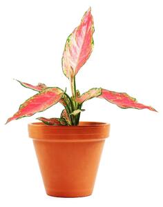 Aglaonema Cherry Baby, průměr 12-14 cm Aglaonema, Spící panna