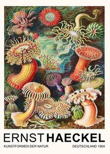 Obrazová reprodukce Actiniae–Seeanemonen / Sea Anemones (Vintage Academia) - Ernst Haeckel