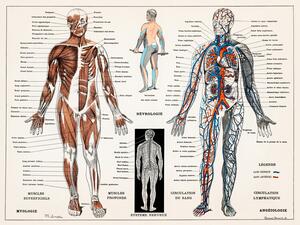 Ilustrace Antique Illustration of the Human Nervous & Muscular System