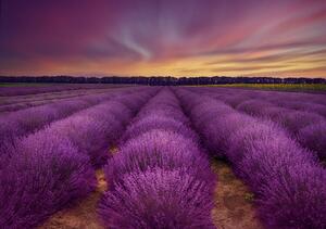 Fotografie Lavender field, Nikki Georgieva V, (40 x 26.7 cm)