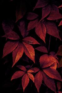 Fotografie Dark Leaves, Mareike Böhmer