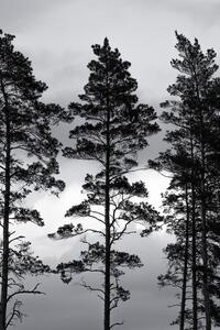 Fotografie Swedish Trees, Mareike Böhmer