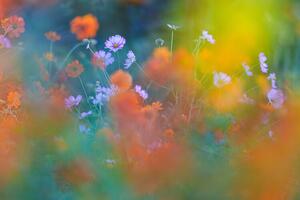 Fotografie The Colorful Garden, Junko Torikai