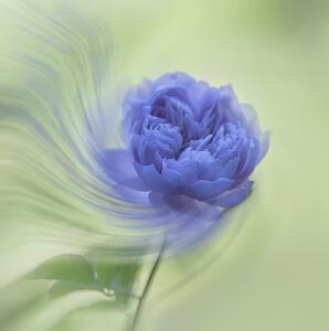 Fotografie Blue rose, Judy Tseng