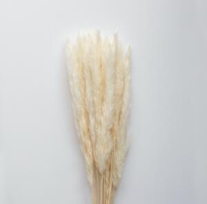 Sušené květiny Pampas White COOEE Design