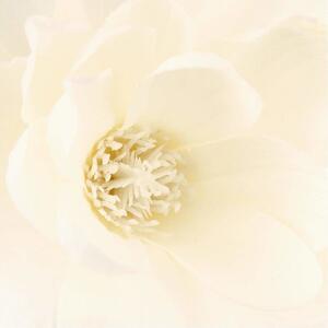 Umělá magnolie v bílé váze, 75 x 30 cm