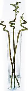 Váza na květiny, elegantní skleněné nádobí jednoduché formy