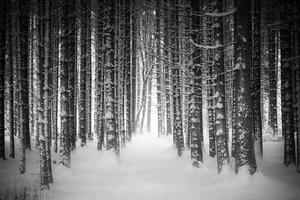 Fototapeta černobílý les zahalený sněhem