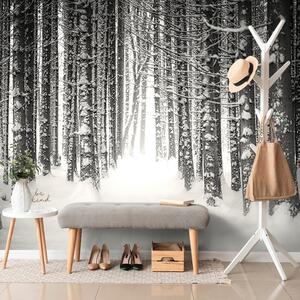 Samolepící fototapeta černobílý les zahalený sněhem