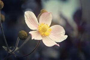 Fototapeta jemnost květu