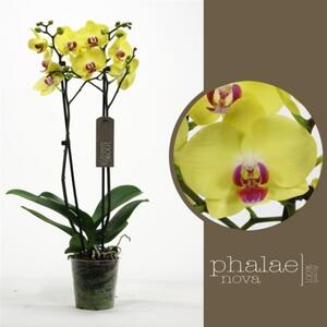 Orchidej Můrovec, Phalaenopsis Limelight, 2 výhony, žlutá