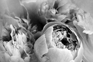 Tapeta černobílé lupínky květu