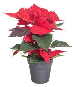 Vánoční hvězda, Poinsettia, 1 výhonová, s glitry, vysoká 30 cm, červená