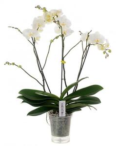 Orchidej Můrovec, Phalaenopsis EXTRA, 3 výhony, bílá