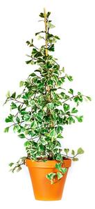 Ficus triangularis Sweetheart, průměr 17 cm Fíkovník trojúhelníkovitý