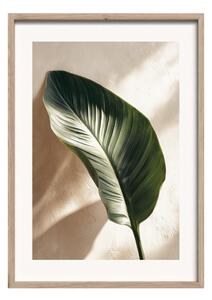 Tištěný obraz s rámem 50x70 cm Strelizia Leaf – Styler