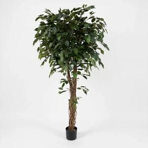 Umělý fikus 170 cm - Zelená - 151 - 180 cm