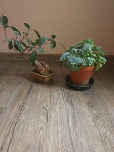 Vinyl Floor Forever Style Floor 2854 Jasan Rustik 3,34 m2