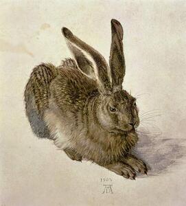Obrazová reprodukce Hare, 1502, Albrecht Dürer