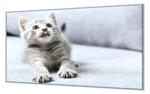 Ochranná deska skleněná roztomilé kotě - 40x40cm / Bez lepení na zeď