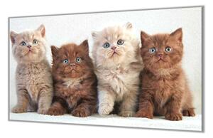 Ochranná deska s fotkou koťata britské kočky - 52x60cm / S lepením na zeď