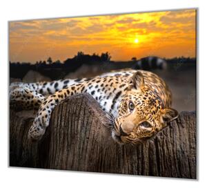 Ochranná deska leopard v západu slunce - 52x60cm / S lepením na zeď