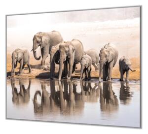 Ochranná deska ze skla stádo slonů - 50x70cm / S lepením na zeď