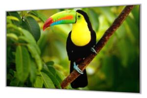 Ochranná deska sklo papoušek tukan - 52x60cm / Bez lepení na zeď