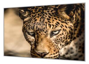 Ochranná deska do kuchyně šelma leopard - 52x60cm / S lepením na zeď